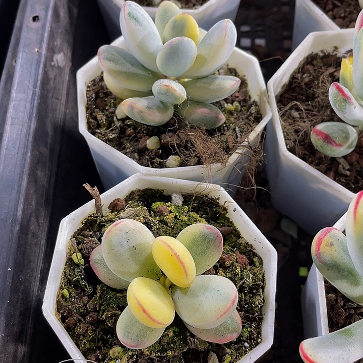 乒乓锦带盆土发货