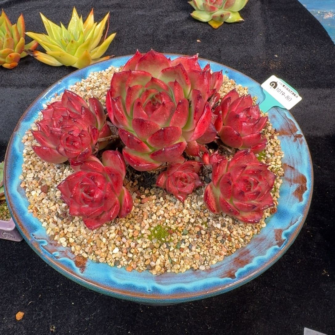 从前慢多肉精选编号1019.80