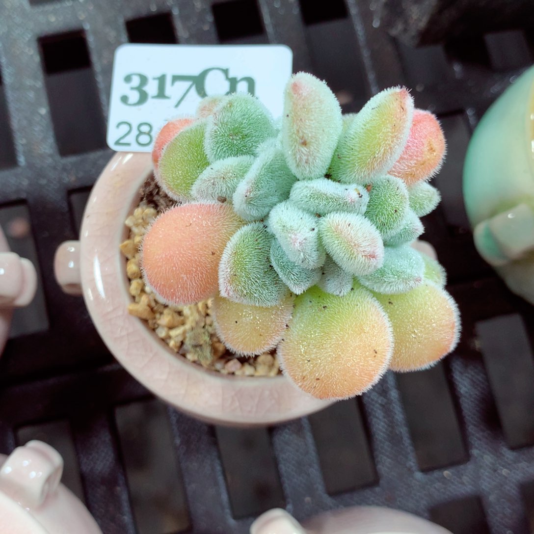 5厘米盆精控多肉317