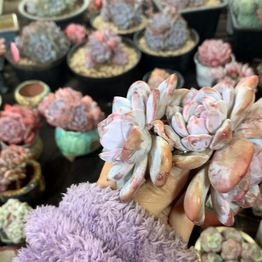 哈哈哈哈哈哈哈哈哈哈石榴籽