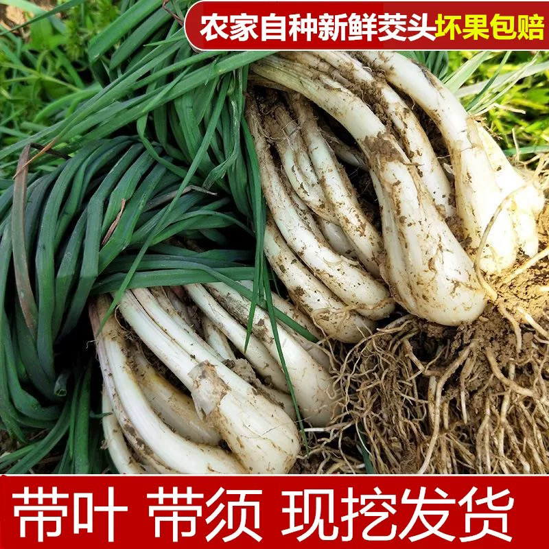 新鲜现挖荞头藠当季蔬菜