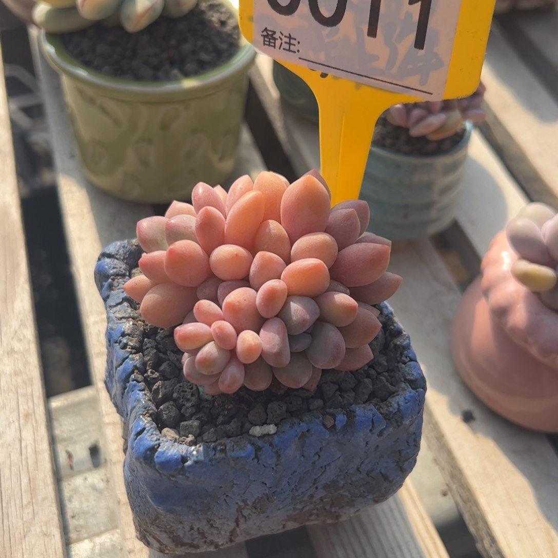 达芙妮群一物一拍