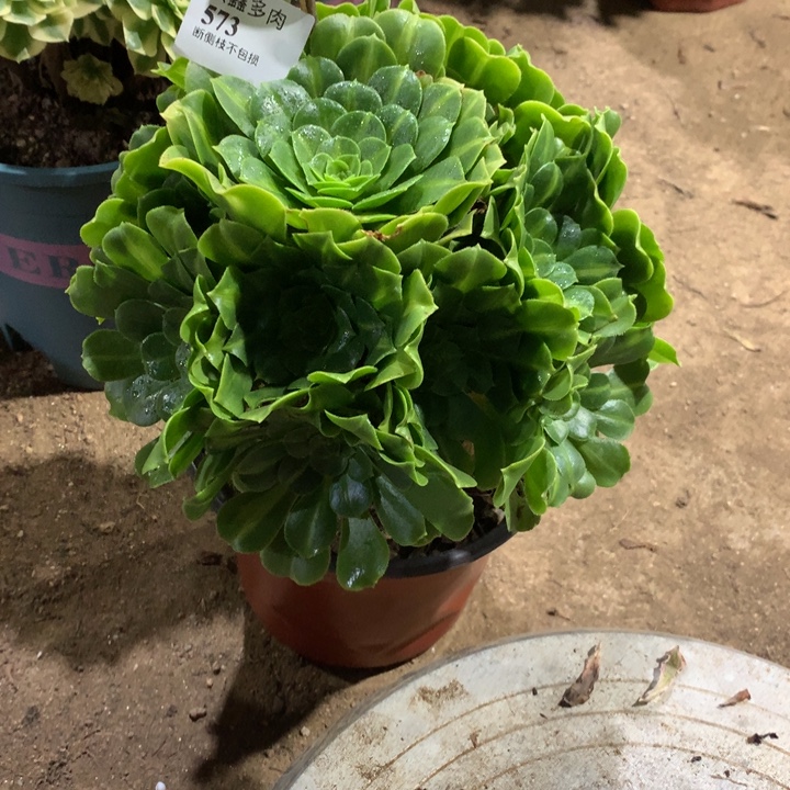 573翡翠琉璃多肉植物特价