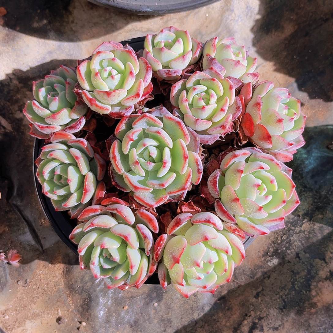 15.5公分999989899999