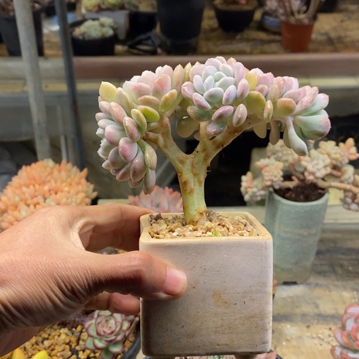 多肉植物一物一拍