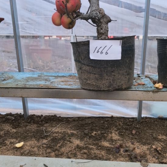 无花朵小高杆精品苹果盆景