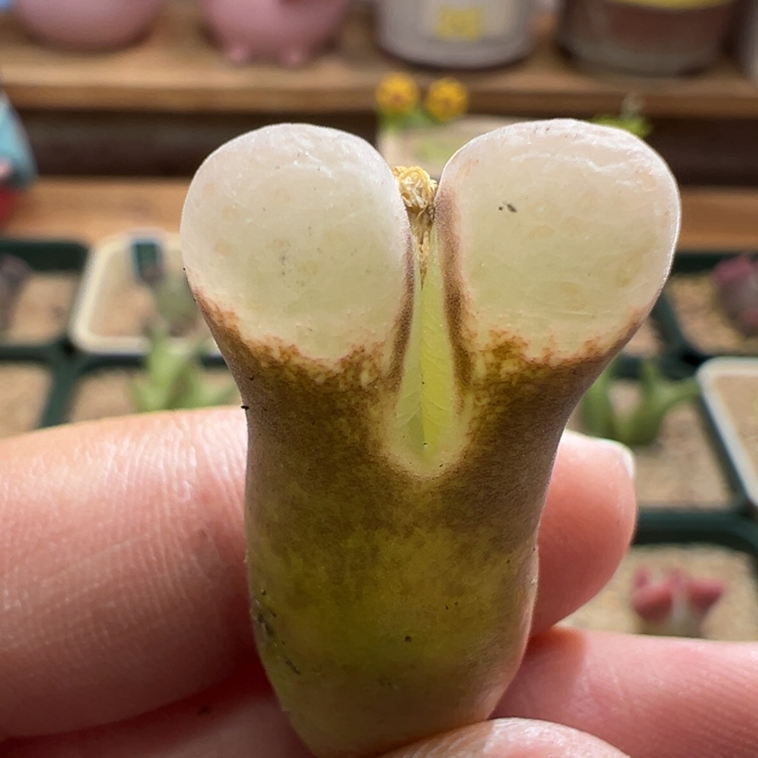 444。青蛙优选1089鲑鱼粉 内双头