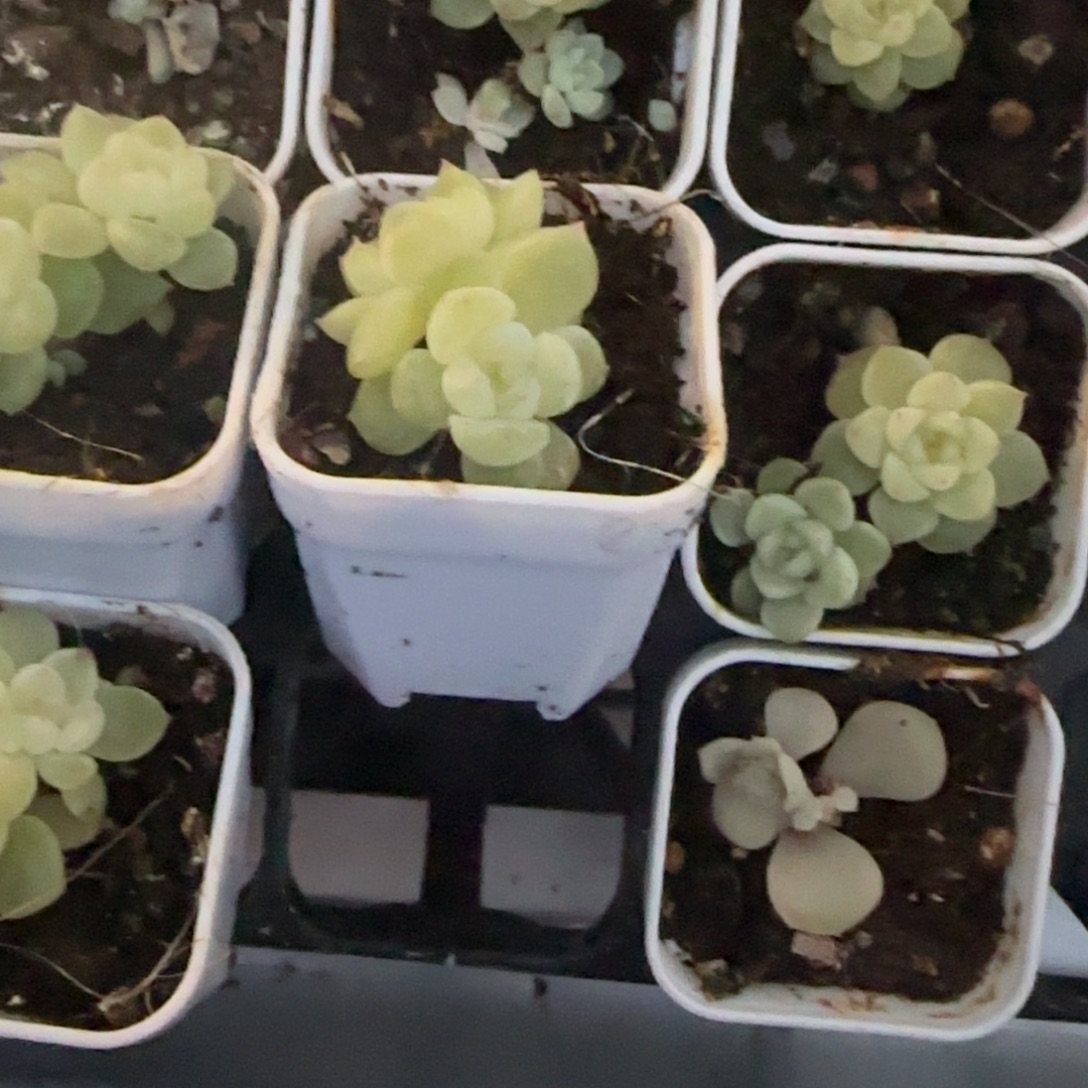 理***内泼天双头盆1床一个满25包邮