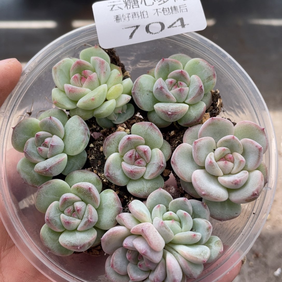 云糖心多肉植物704