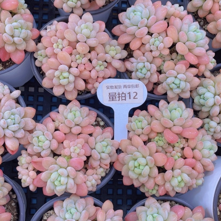 量拍12号手捧老桩鱼子酱大群生一个