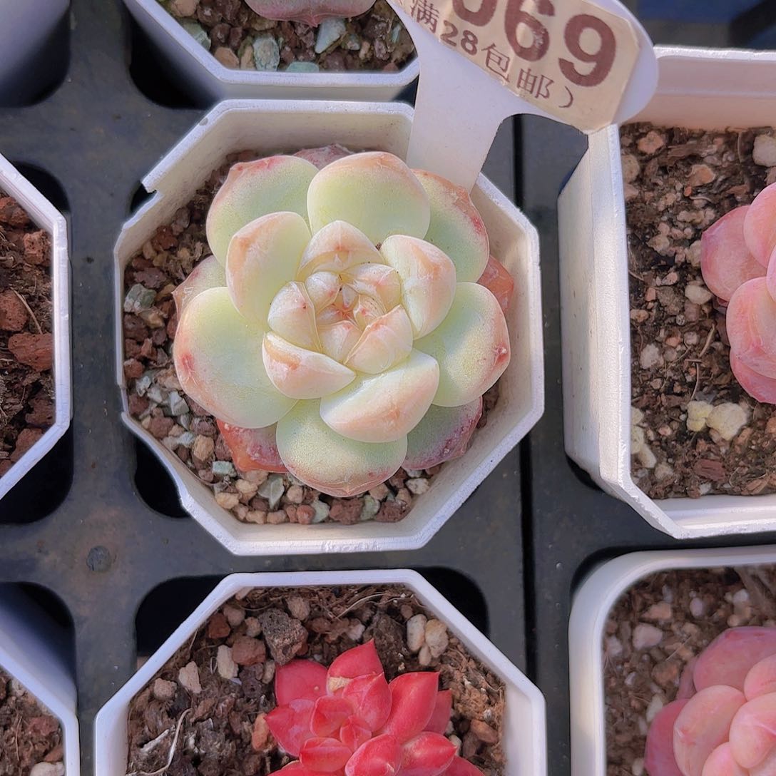 A069冰玉冰魄杂交一物一拍