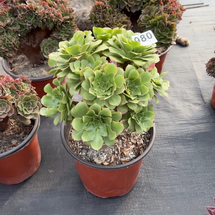 多肉植物君美丽980