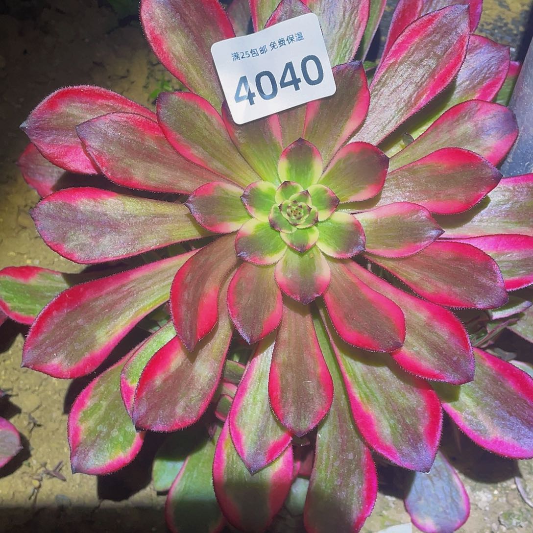 4040烟花多肉植物