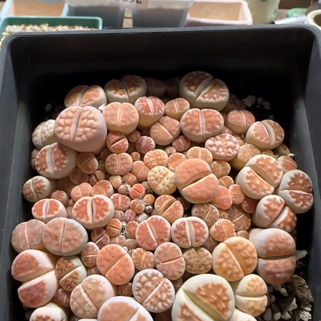 3。3。红混。 量贩不挑随机发。 可带盆土