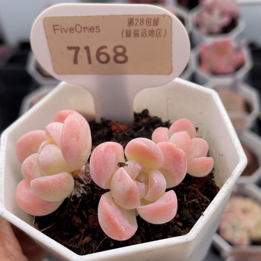 雪媚娘7168-5.5厘米