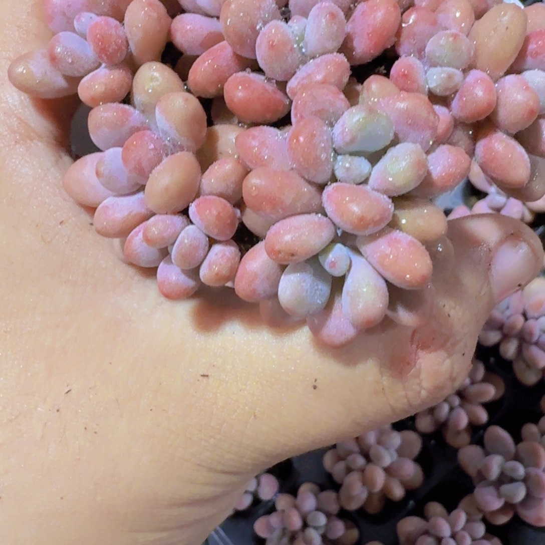 桃蛋双头穴盘五颗一组