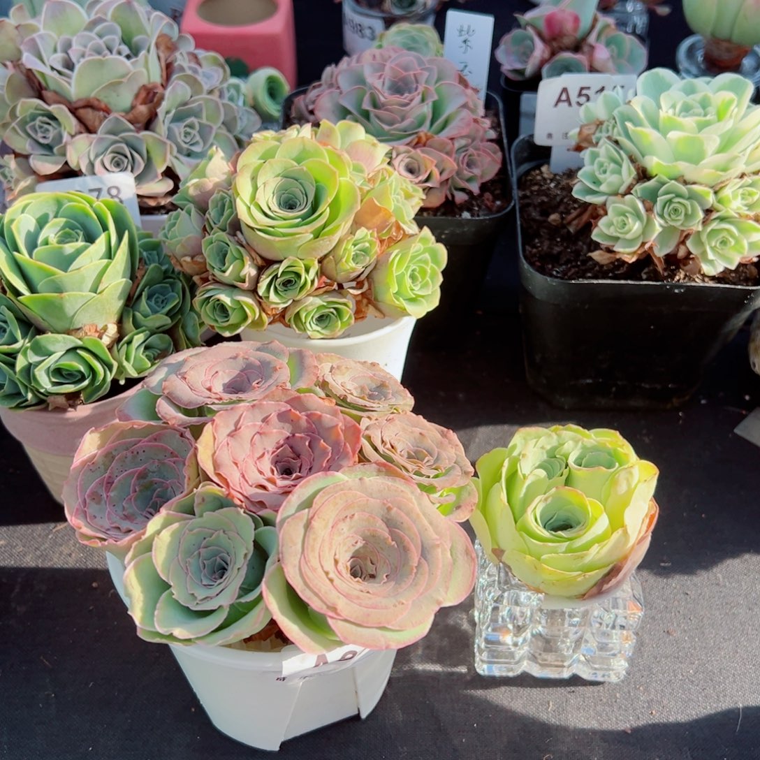 Y****蕾丝花桶➕297变异三头。    