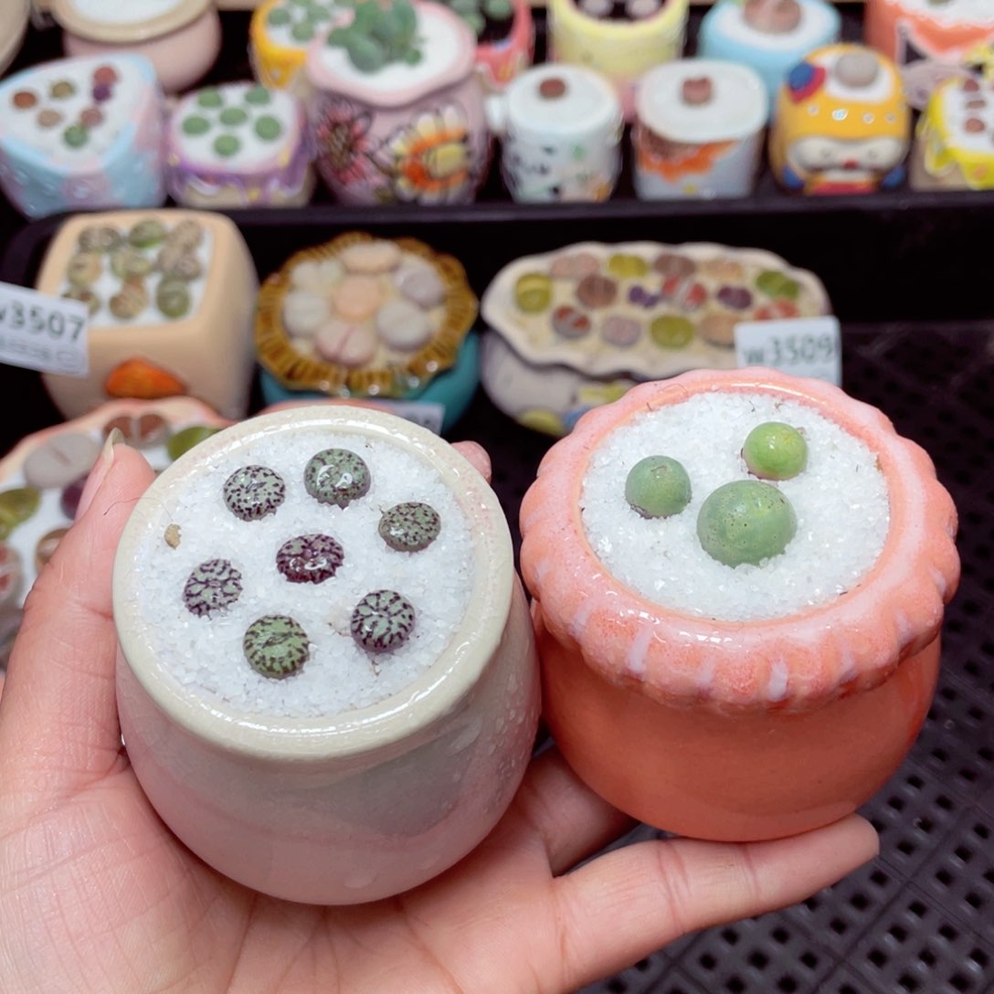 w3510组合-零下地区拍保温箱-15支持寄养