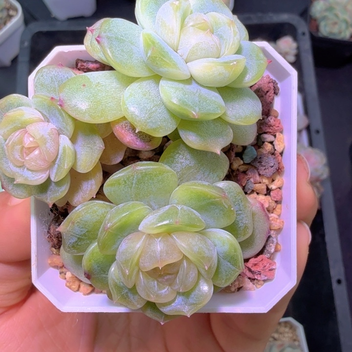 白色恋人开播福利