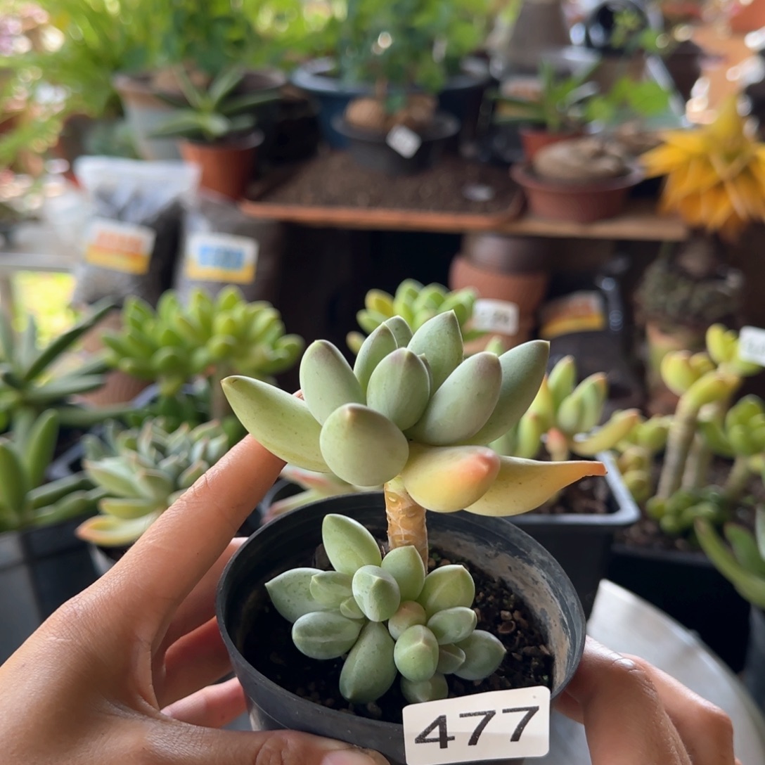 477号 一物一拍 一物一拍