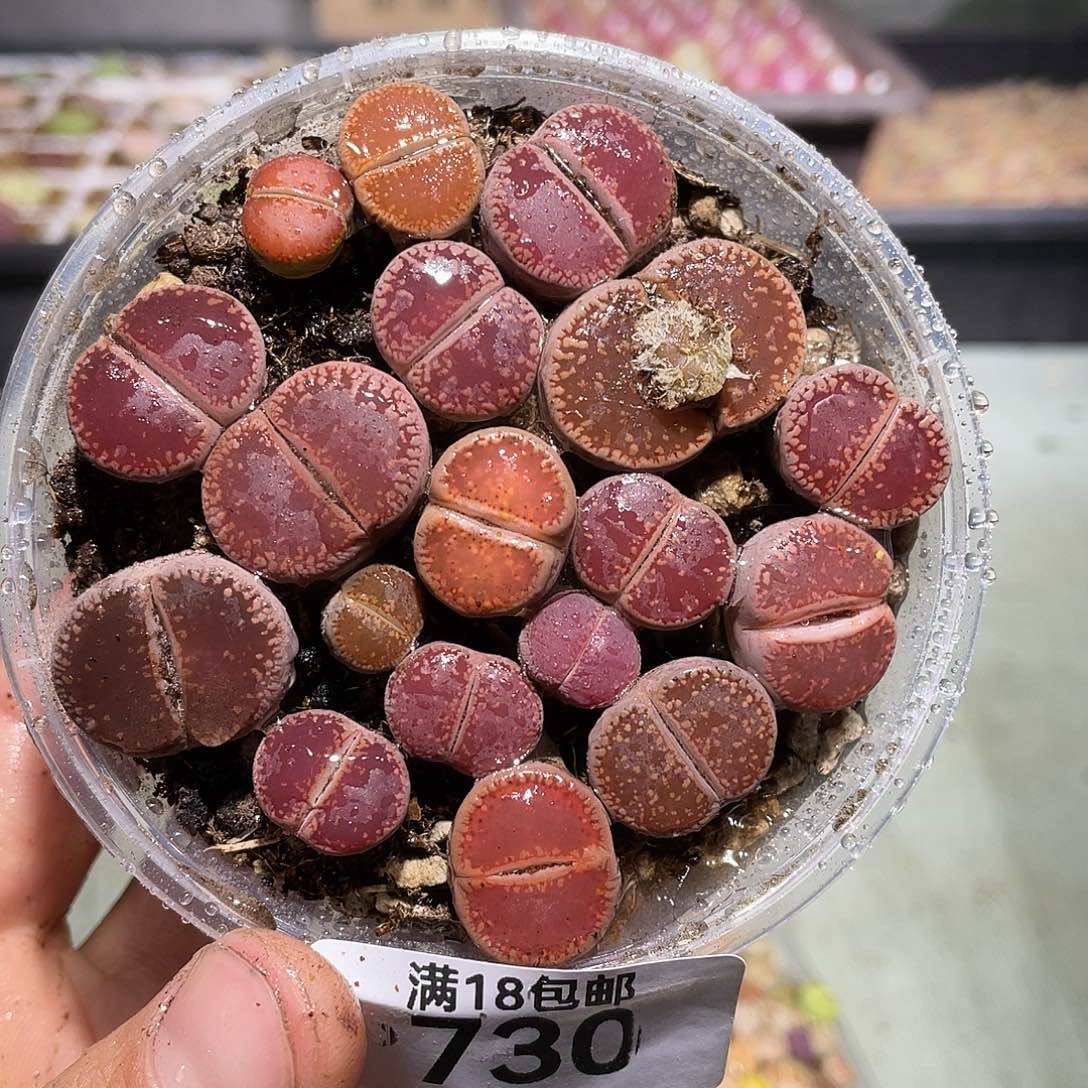 730当天凑满十八元包邮生石花