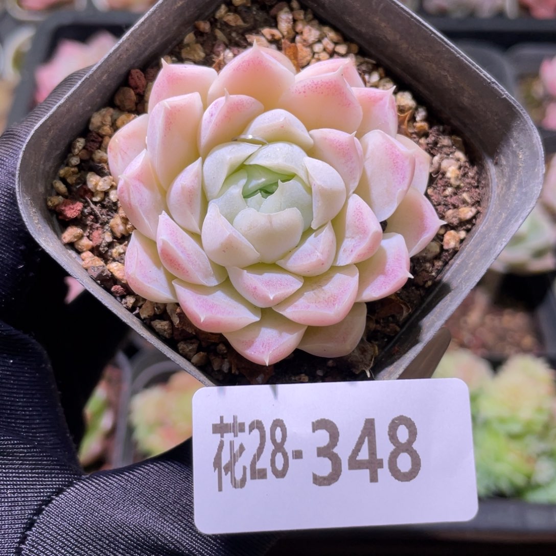 花利美28-348白月影