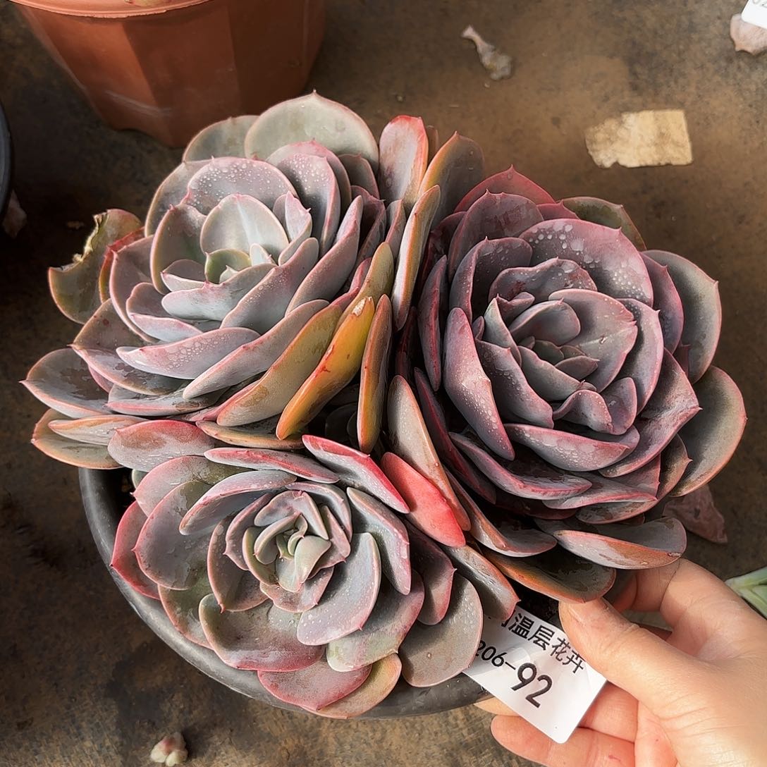 同温层多肉尘埃玫瑰92