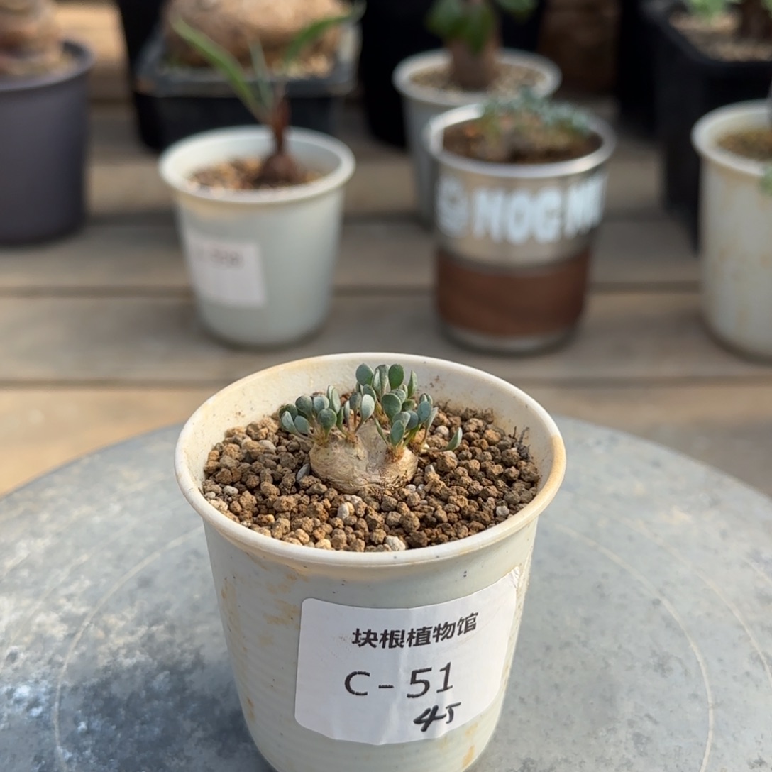 51圆叶格加块根植物