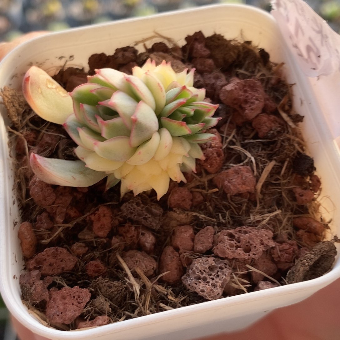 518梦幻玫瑰锦多肉植物哇啦塞