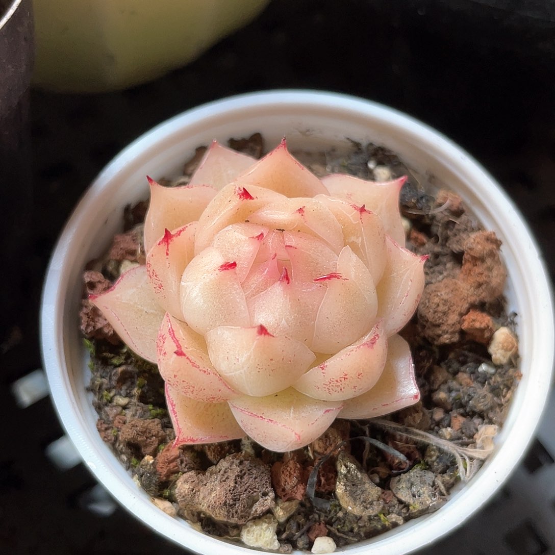 优选麦秆福利870