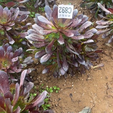 892黑瞳胡不包断枝