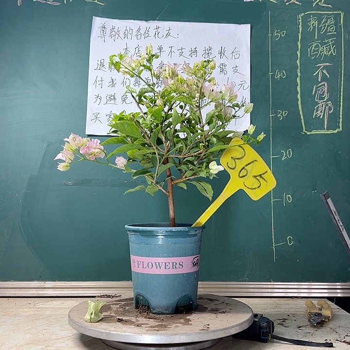 当前无花栽培后可以开花绿叶丽娜 365