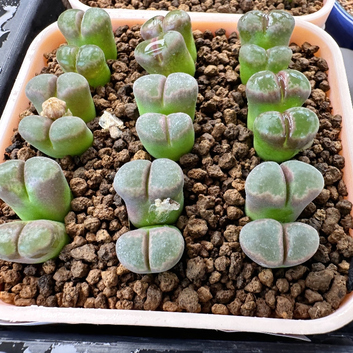 29多肉植物肉锥风铃一颗