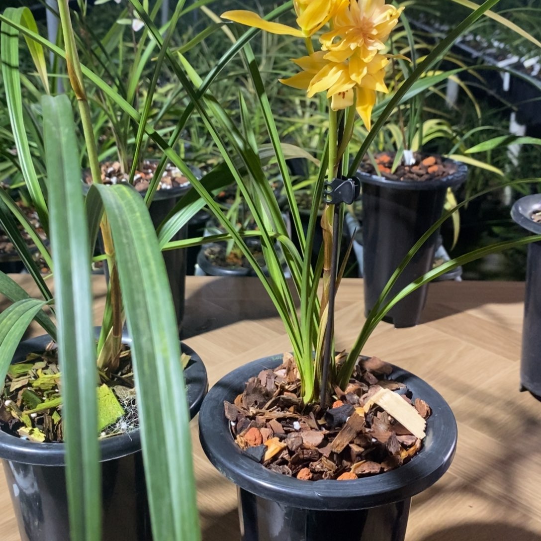 来***卉无花朵金鸿献瑞好看美丽