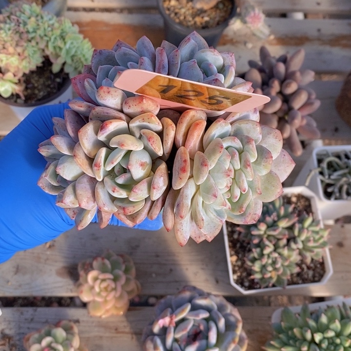 125号石榴紫缀化飘枝11