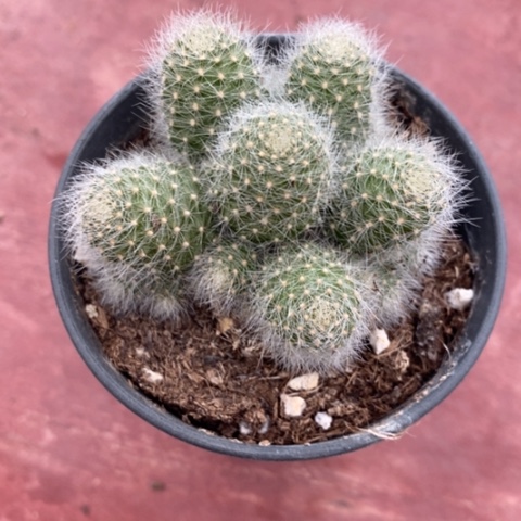 羽毛球群6仙人球