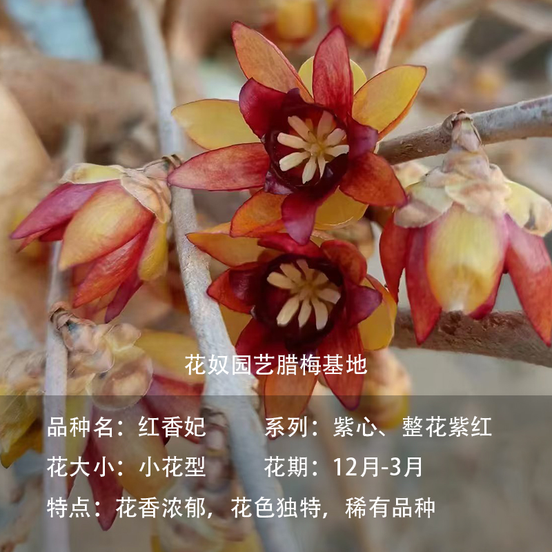 红腊梅红香妃稀有品种盆栽冬天开花耐寒耐热浓香好养腊梅花