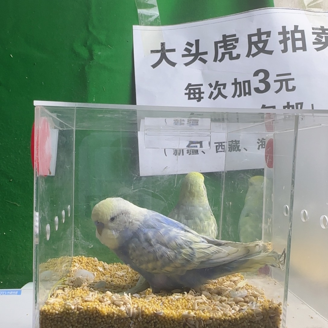 虎皮鹦鹉大头鹦鹉