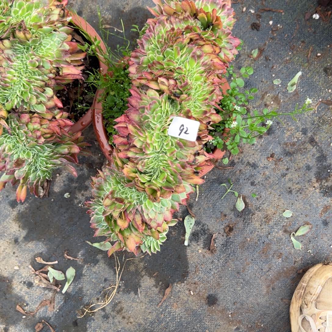 92玉姿缀多肉仔细一看