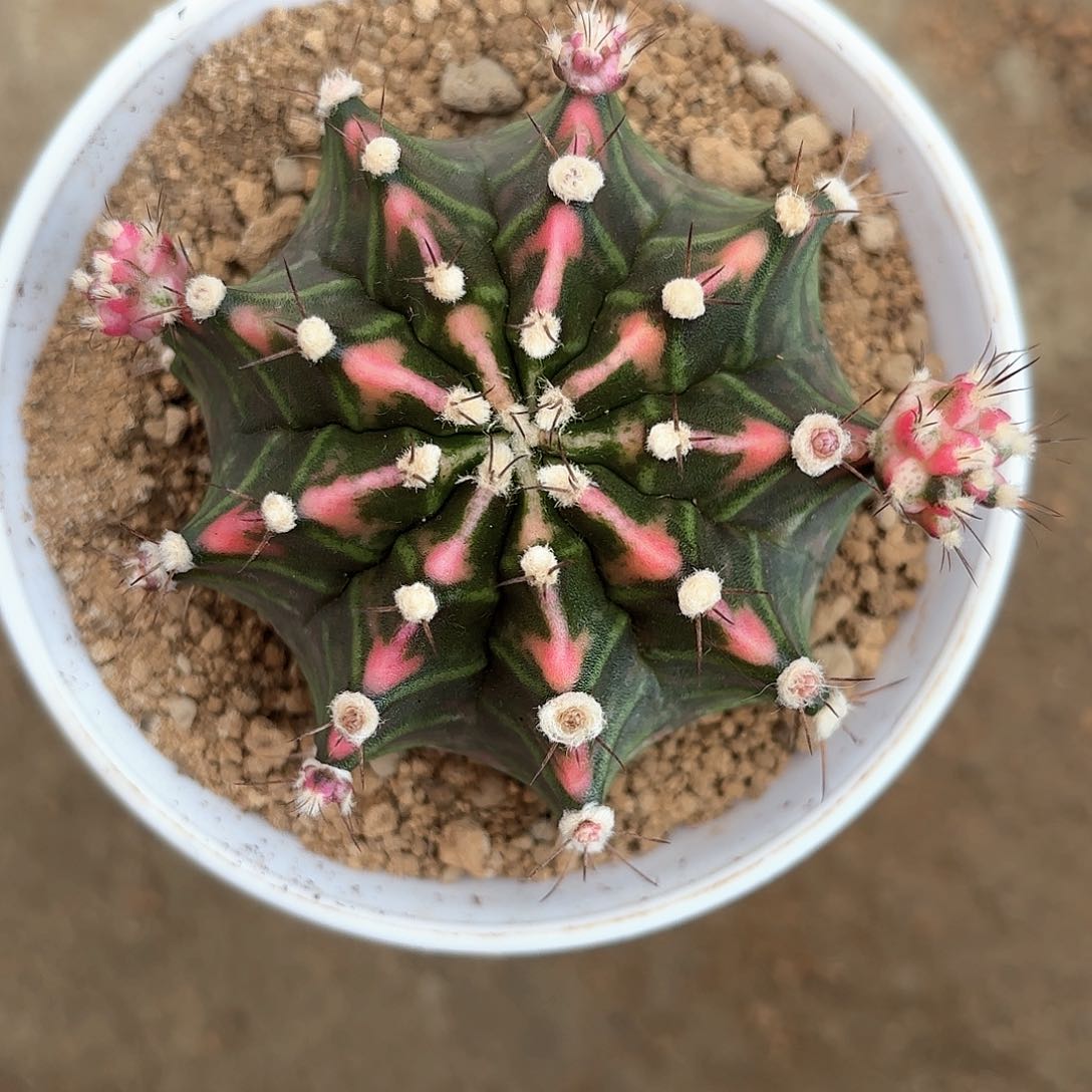 泰系米哈仙人球19号实生