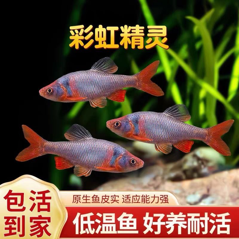 彩虹精灵鱼卢伦原生冷水鱼耐寒无需加热溪流群游新手好养草缸