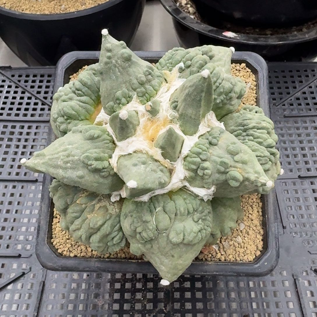 自根怒涛牡丹仙人球