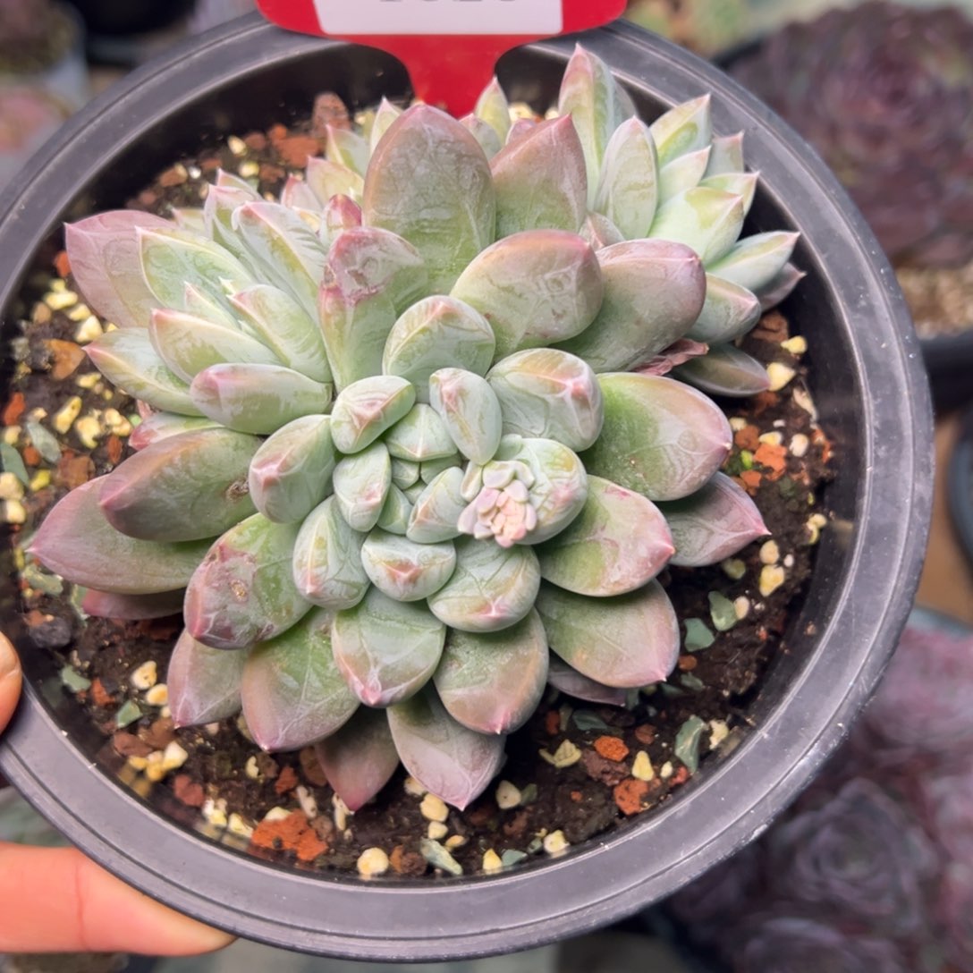 做**婆1625多肉多多多