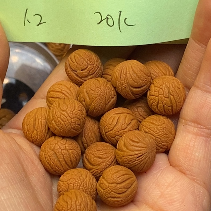 吊坠桃核秦岭龙纹12尺寸