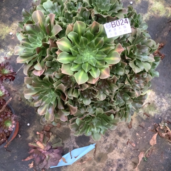 多肉植物女巫中班024