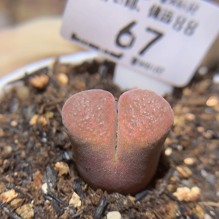 zzz好喜欢这个67