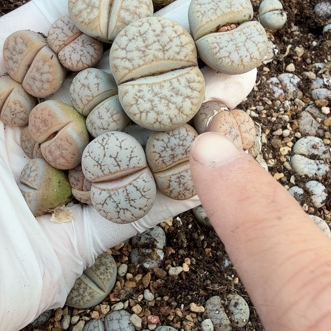 好看我好期待这段180