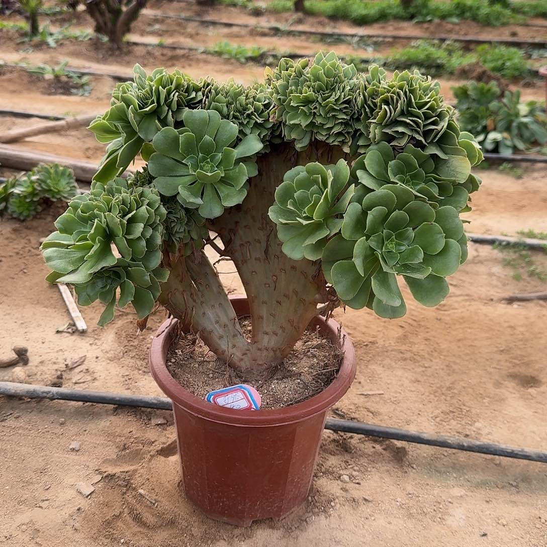 安***然绿缀一颗呀呀呀呀