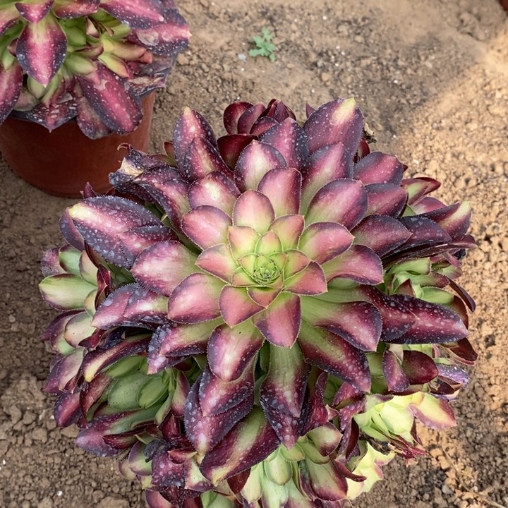 韶华多肉法师12.8的