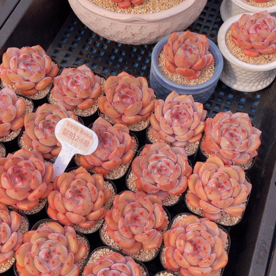 量拍24号果冻包包韩橙单头一个